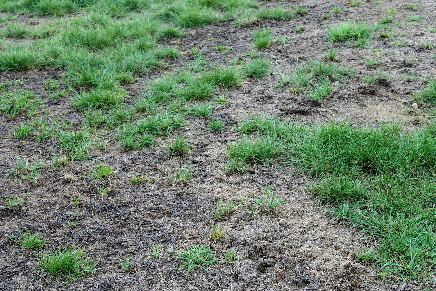 How to Tell The Difference Between Dead and Dormant Grass